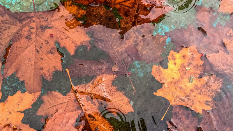 Lautunno-non-e-solo-un-cambio-di-colori-800x450